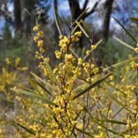 poverty wattle